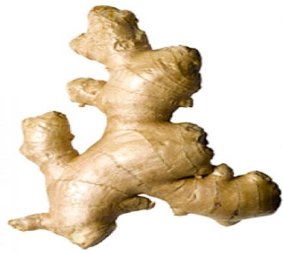 Zingiber officinale - Gingembre