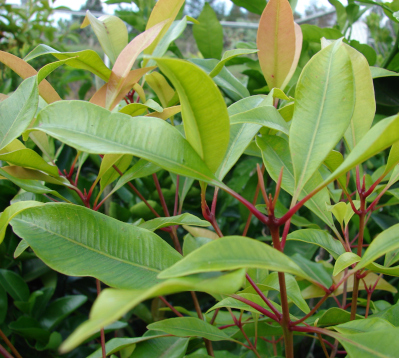 Syzygium aromaticum- Giroflier