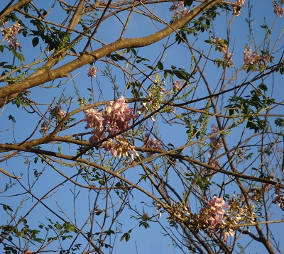 Gliciridia sepium - Gliricidia