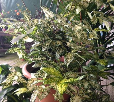 Dracaena godseffiana - Godseffiana