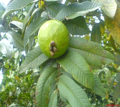 Psidium guajava - Goyavier de Cuba greffé