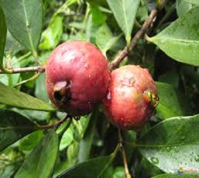 Psidium cattleyanum - Goyavier fraise