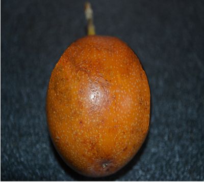 Passiflora ligularis - Grenadillo