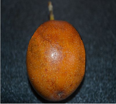 Passiflora ligularis - Grenadillo