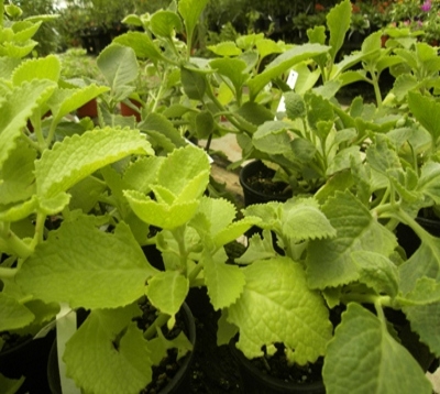 Plectranthus aromaticus - Gros thym