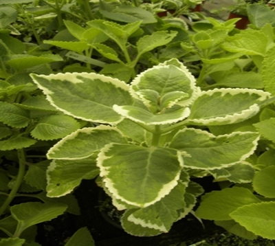 Plectranthus aromaticus variegata - Gros thym panaché