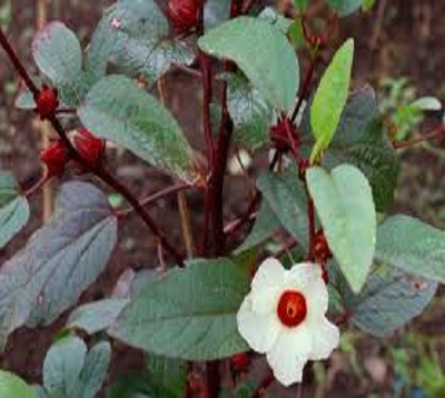 Hibiscus sabdariffa - Groseille pays