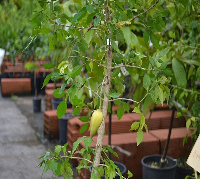Parmentiera edulis - Guajilote