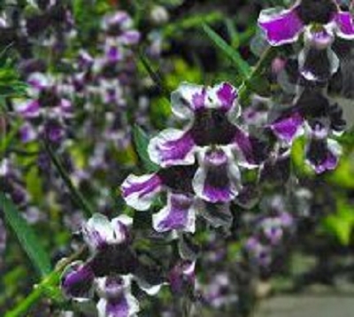 Angelonia angustifolia - Gueule de loup