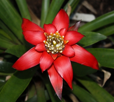 Guzmania - Guzmania