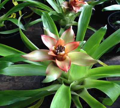 Guzmania lingulata- Guzmania