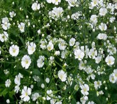 Gypsophila elegans grandiflorum - Gypsophile nain