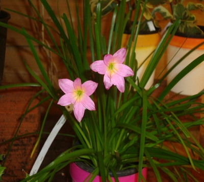 Habranthus robustus - Habranthus