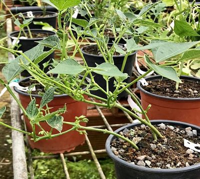 Phaseolus vulgaris - Haricot vert nain