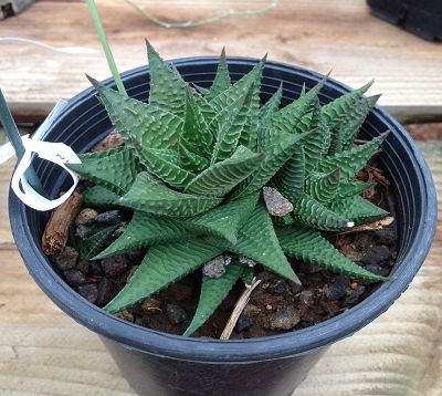 Haworthia - Haworthia