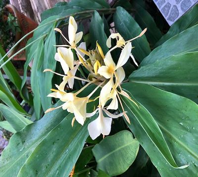 Hedychium coronarium - Gingembre ornemental