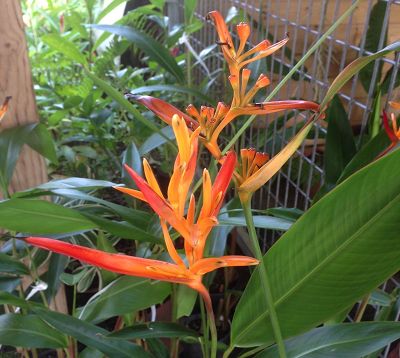 Heliconia acuminata - Heliconia fleur orange bout noir