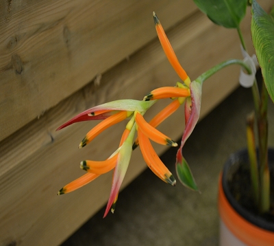 Heliconia psittacorum - Héliconia nain orange