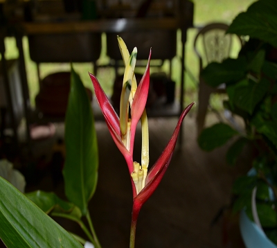 Heliconia psittacorum - Héliconia nain rose