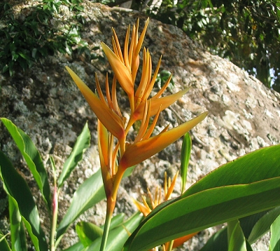 Heliconia tropic - Héliconia  orange