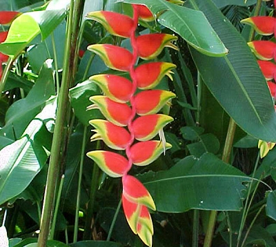 Heliconia rostrata - Héliconia pendula