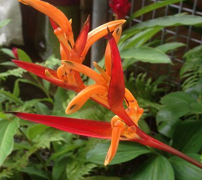 Heliconia acuminata - Heliconia fleur orange spatule rouge