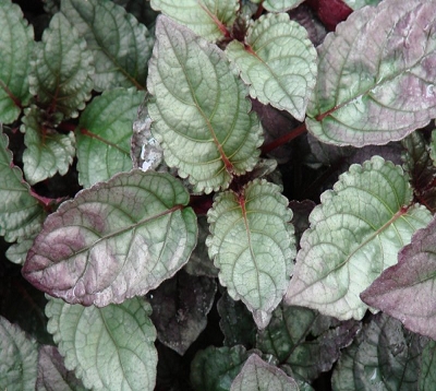 Hemigraphis spp. - Hemigraphis
