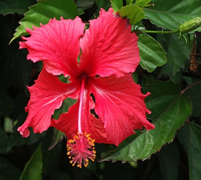 Hibiscus rosa sineensis  - Hibiscus de haie