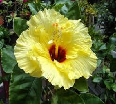 Hibiscus rosa sineensis  - Hibiscus de haie hybride