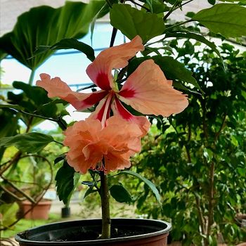 Hibiscus schizopetalus 