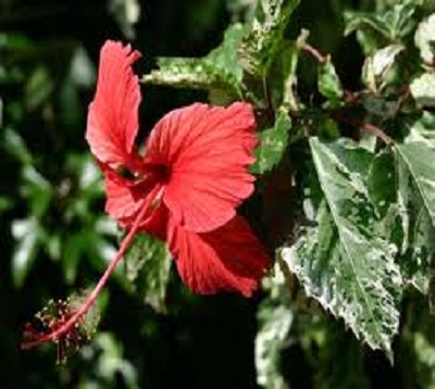 Hibiscus coperi - Hibiscus panaché