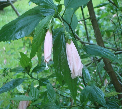 Malvaviscus arboreus - Hibiscus Piment rose