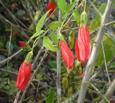 Malvaviscus arboreus - Hibiscus Piment rouge