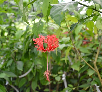 Hibiscus schizopetalus - Hibiscus schizopetalus