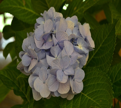Hydrangea - Hortensia bleu