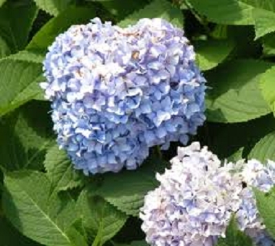 Hydrangea - Hortensia