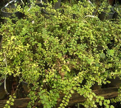 Comocladia dodonaea - Houx pays
