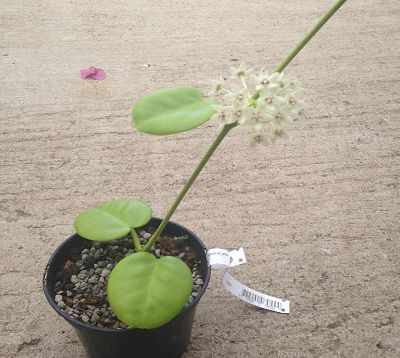Hoya australis - Hoya australis