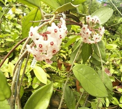 Hoya carnosa - Hoya carnosa