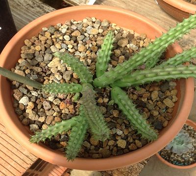Huernia schneideriana-  Huernia de Schneider