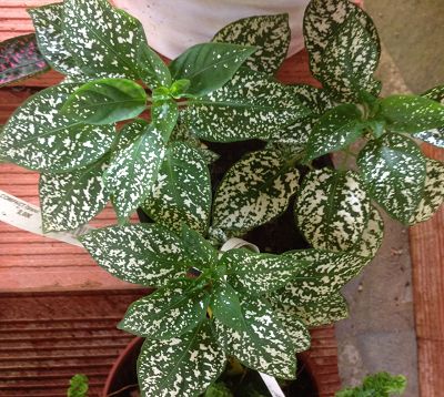 Hypoestes - Hypoestes Confetti blanc