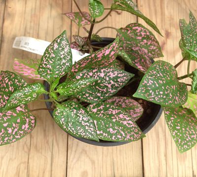 Hypoestes - Hypoestes Confetti rose carmin