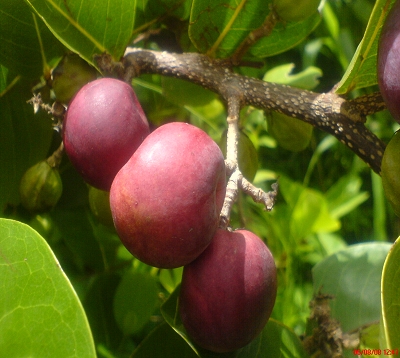 Chrisobalanus icaco - Icaque