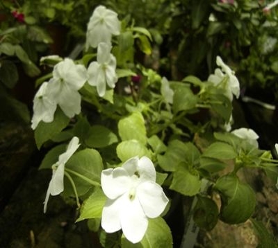 Impatiens walleriana - Impatiens