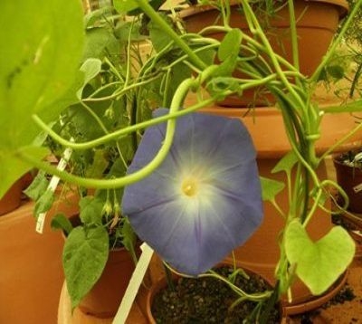 Ipomea convolvulus - Ipomée - Convolvulacées
