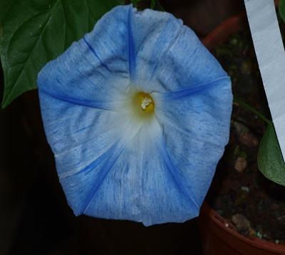 Ipomea convolvulus - Ipomée panachée