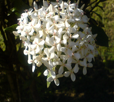 Ixora - Ixora blanc grosses fleurs