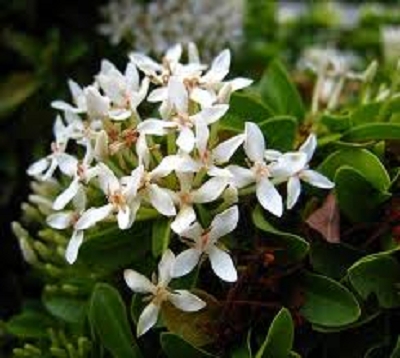 Ixora nana spp - Ixora blanc nain