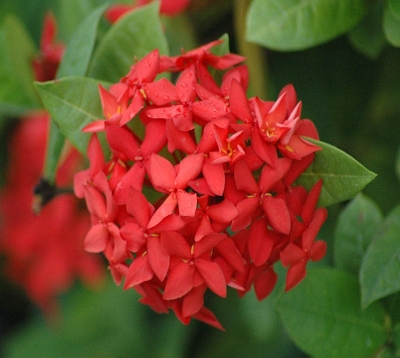 Ixora chinensis - Ixora chinensis rouge