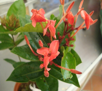 Ixora  - Ixora fushia